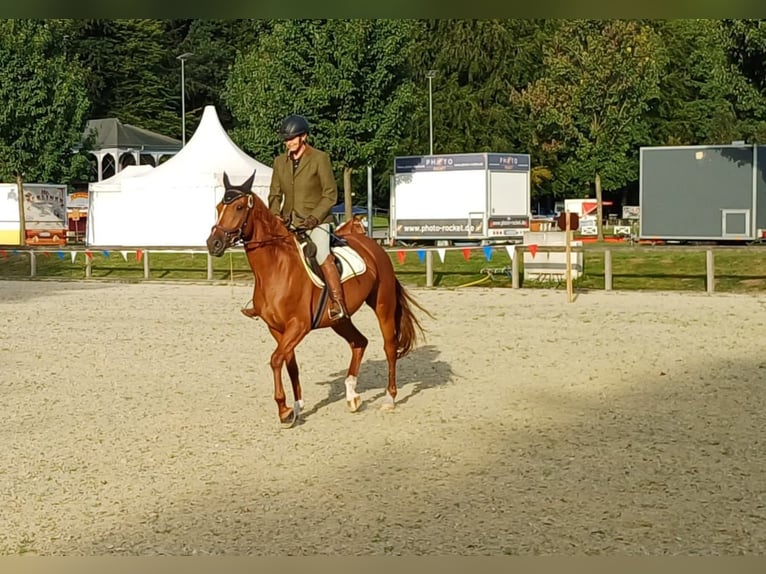 Caballo alemán Yegua 7 años 154 cm Alazán in Kiel