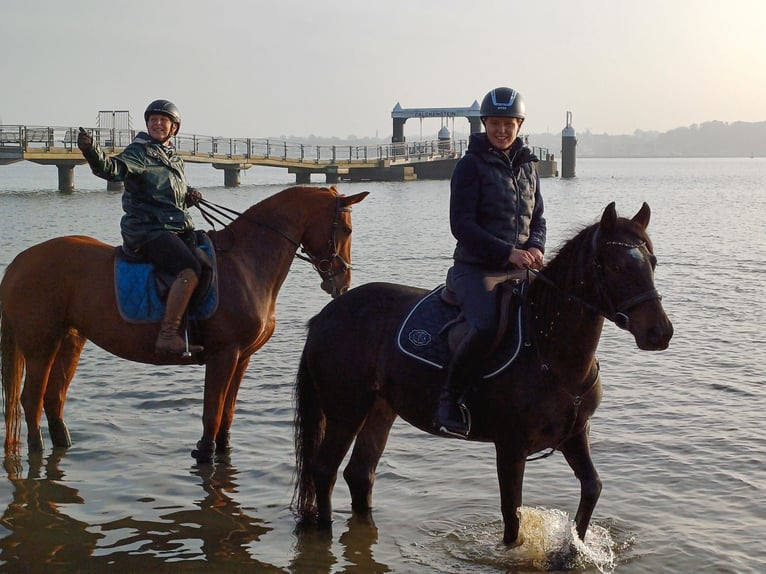 Caballo alemán Yegua 7 años 154 cm Alazán in Kiel