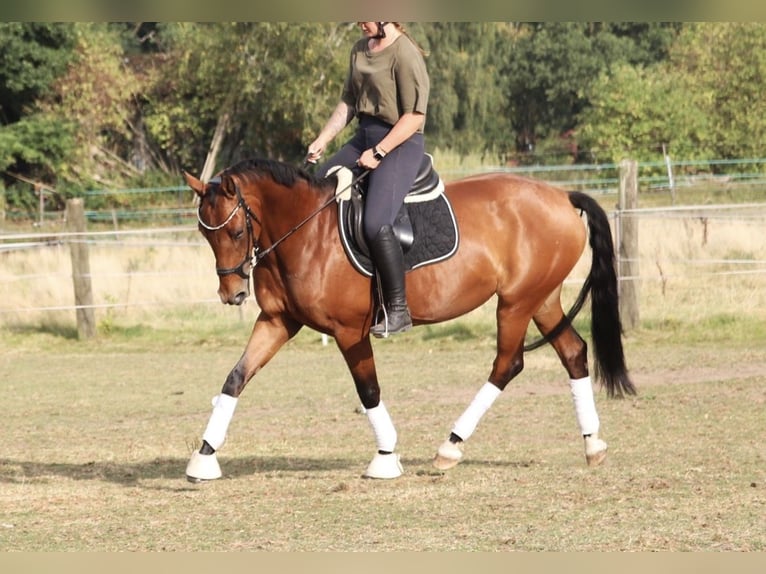 Caballo alemán Yegua 7 años 159 cm Castaño in Wielen