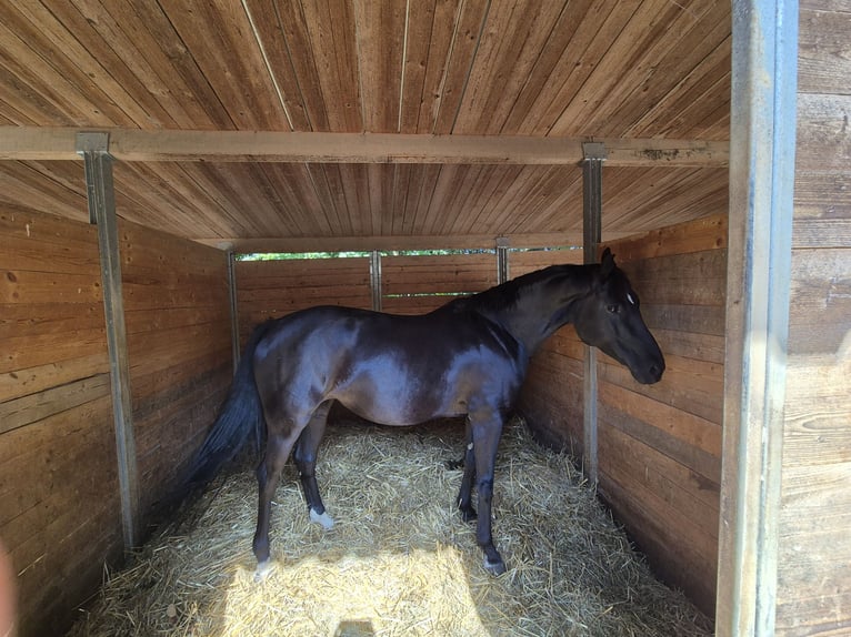 Caballo alemán Yegua 7 años 160 cm Negro in Beratzhausen