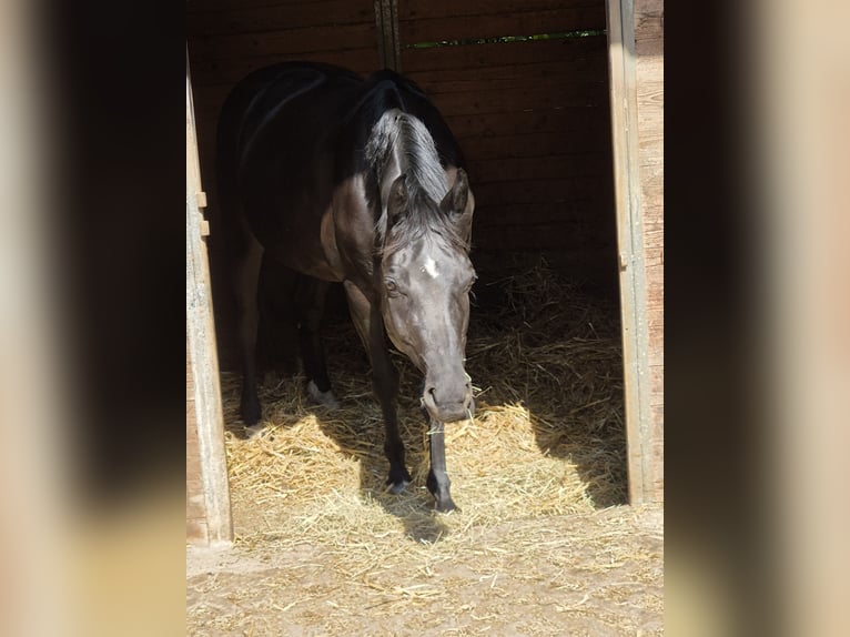 Caballo alemán Yegua 7 años 160 cm Negro in Beratzhausen