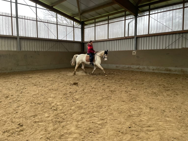 Caballo alemán Mestizo Yegua 7 años 160 cm Tordo in Klein Nordende