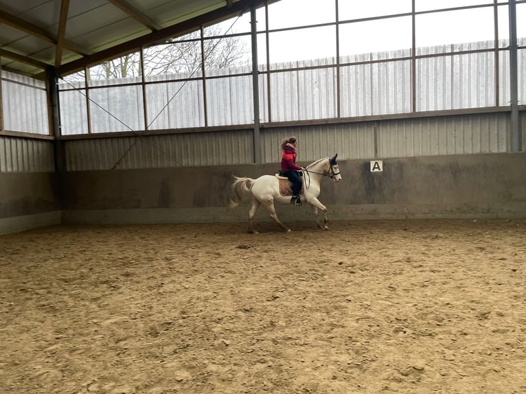 Caballo alemán Mestizo Yegua 7 años 160 cm Tordo in Klein Nordende