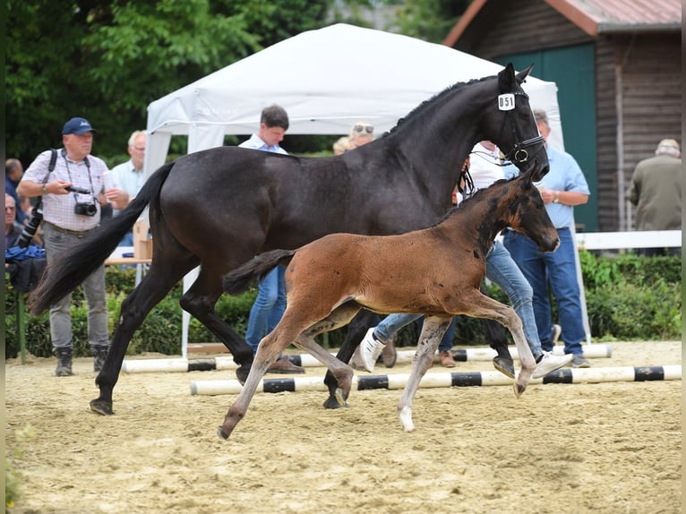 Caballo alemán Yegua 7 años 164 cm Negro in Westerkappeln