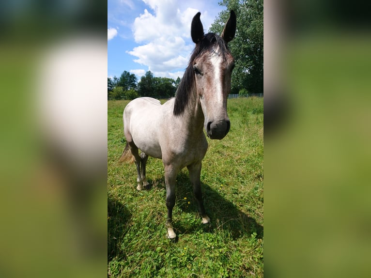 Caballo alemán Yegua 7 años 164 cm Tordo picazo in Markranstädt