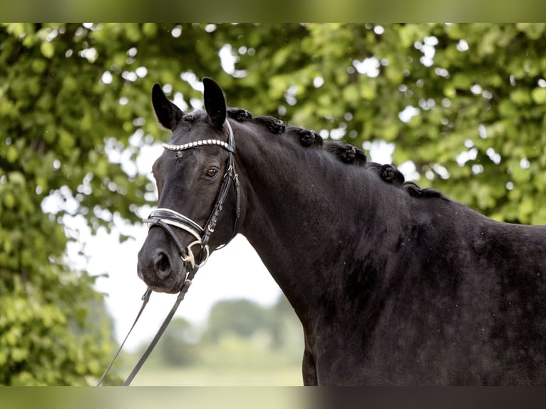 Caballo alemán Yegua 7 años 165 cm Negro in Dortmund