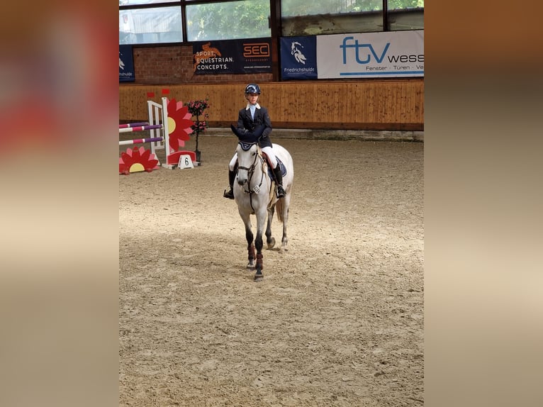 Caballo alemán Yegua 7 años 165 cm Tordo picazo in Norderstedt