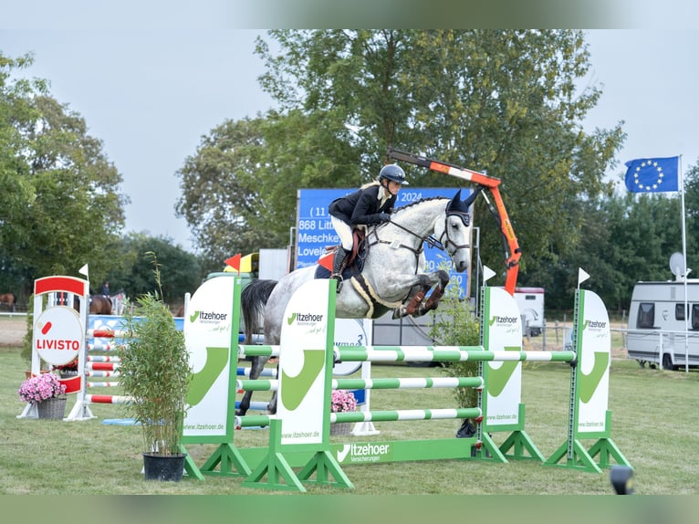 Caballo alemán Yegua 7 años 165 cm Tordo picazo in Norderstedt