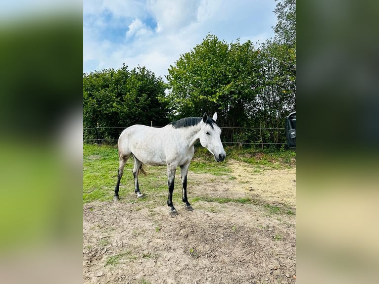 Caballo alemán Yegua 7 años 165 cm Tordo picazo in Norderstedt