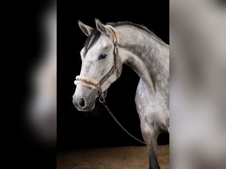 Caballo alemán Yegua 7 años 165 cm Tordo picazo in Norderstedt