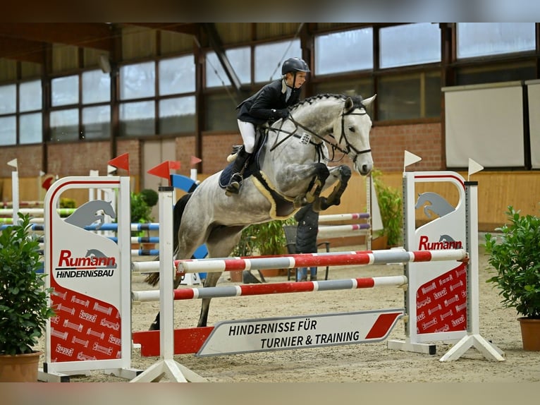 Caballo alemán Yegua 7 años 165 cm Tordo picazo in Norderstedt