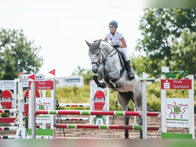 Caballo alemán Yegua 7 años 165 cm Tordo picazo in Norderstedt