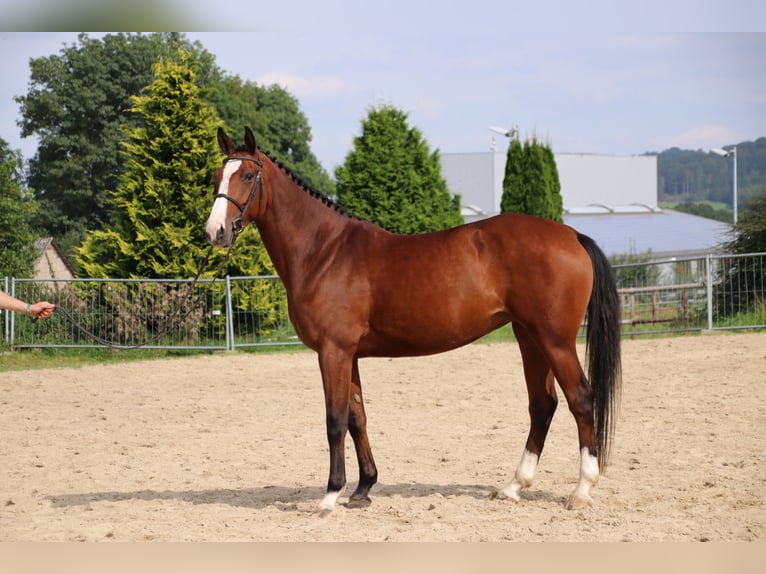 Caballo alemán Yegua 7 años 169 cm Castaño in Neuenrade