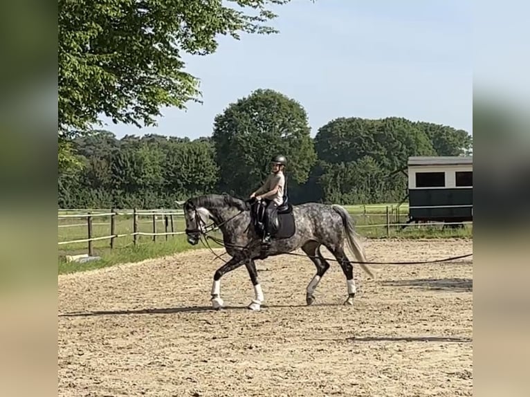 Caballo alemán Yegua 7 años 169 cm Tordillo negro in Bocholt