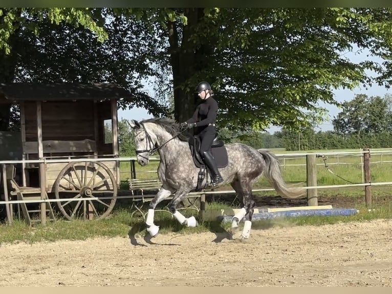 Caballo alemán Yegua 7 años 169 cm Tordillo negro in Bocholt