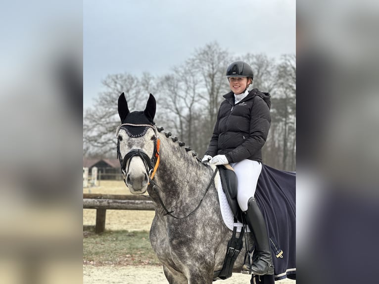 Caballo alemán Yegua 7 años 169 cm Tordillo negro in Bocholt