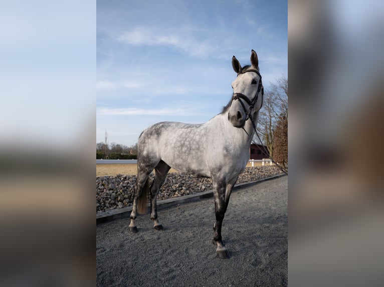 Caballo alemán Yegua 7 años 169 cm Tordillo negro in Vreden