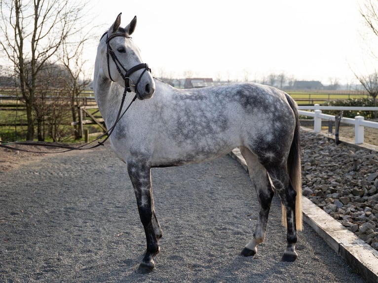 Caballo alemán Yegua 7 años 169 cm Tordillo negro in Vreden