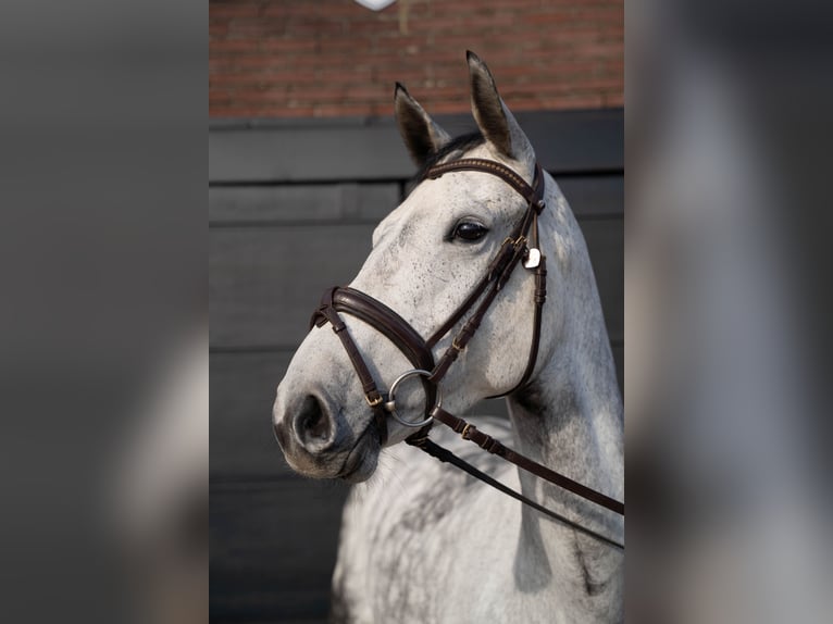 Caballo alemán Yegua 7 años 169 cm Tordillo negro in Vreden