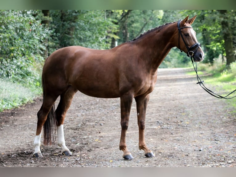 Caballo alemán Yegua 7 años 171 cm Alazán in Wuppertal