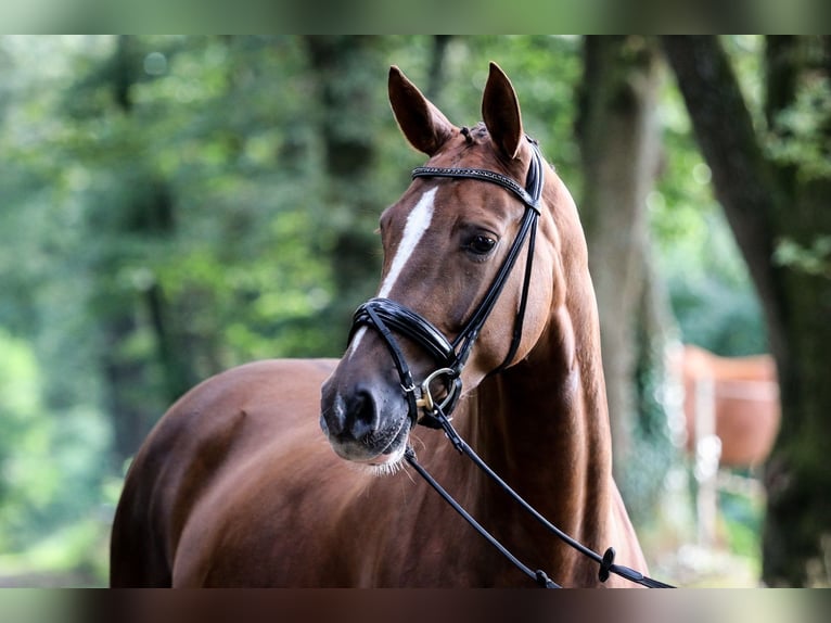 Caballo alemán Yegua 7 años 171 cm Alazán in Wuppertal