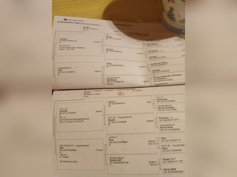 Caballo alemán Yegua 7 años 172 cm Castaño in Hambrücken