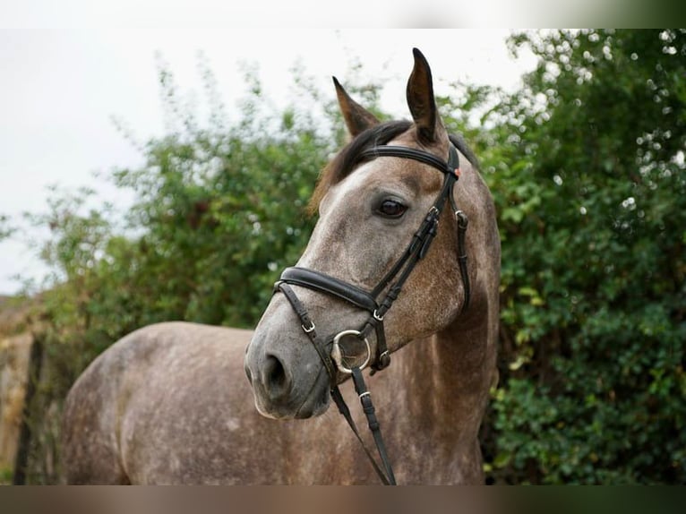 Caballo alemán Yegua 7 años 172 cm Tordo in Büttelborn