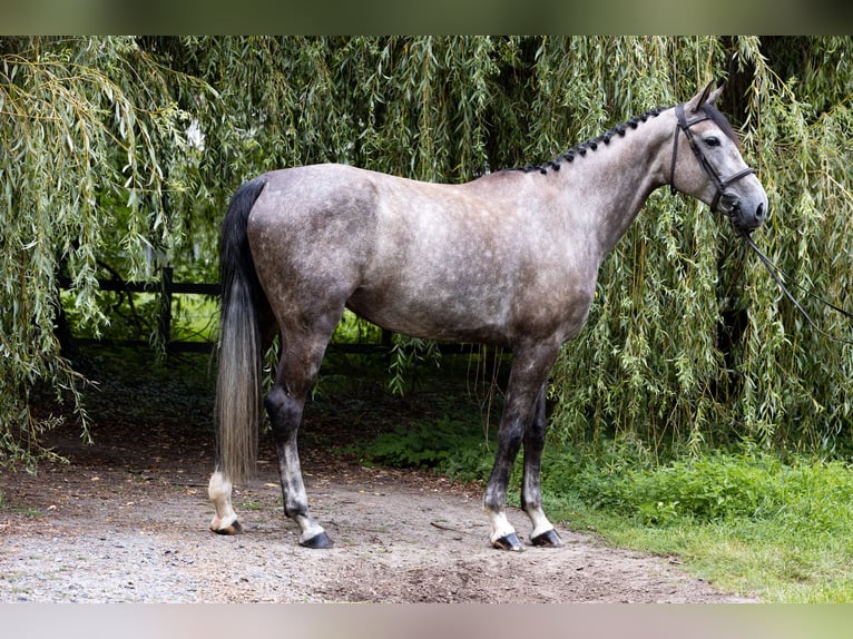 Caballo alemán Yegua 7 años 172 cm Tordo in Büttelborn