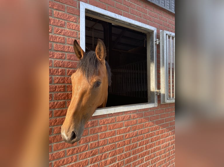 Caballo alemán Yegua 7 años 175 cm Castaño in Gronau (Westfalen)