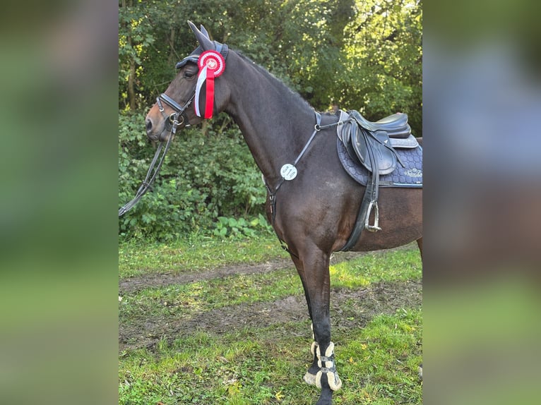 Caballo alemán Yegua 7 años 178 cm Castaño in Böblingen