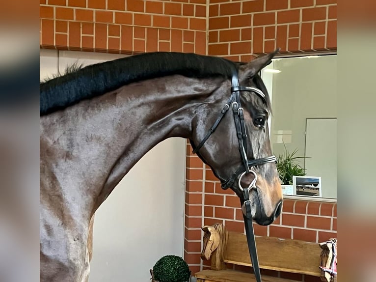 Caballo alemán Yegua 7 años 178 cm Castaño in Böblingen