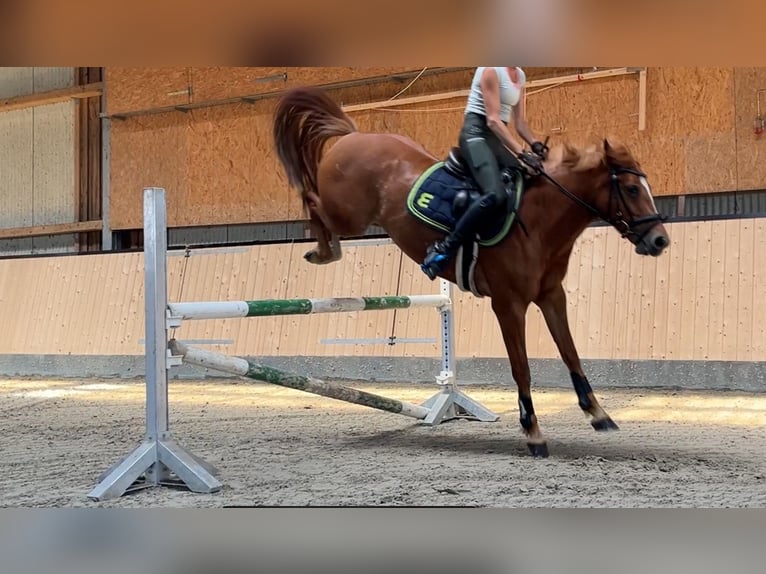 Caballo alemán Yegua 8 años 146 cm Alazán in Fehmarn