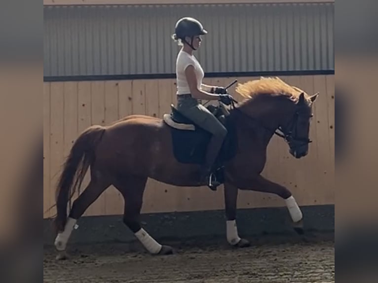 Caballo alemán Yegua 8 años 146 cm Alazán in Fehmarn