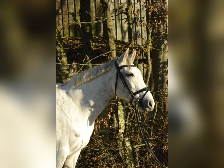 Caballo alemán Yegua 8 años 147 cm Tordo in Würzburg