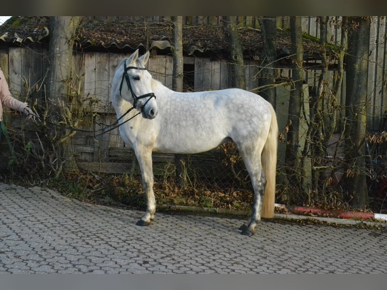 Caballo alemán Yegua 8 años 147 cm Tordo in Würzburg