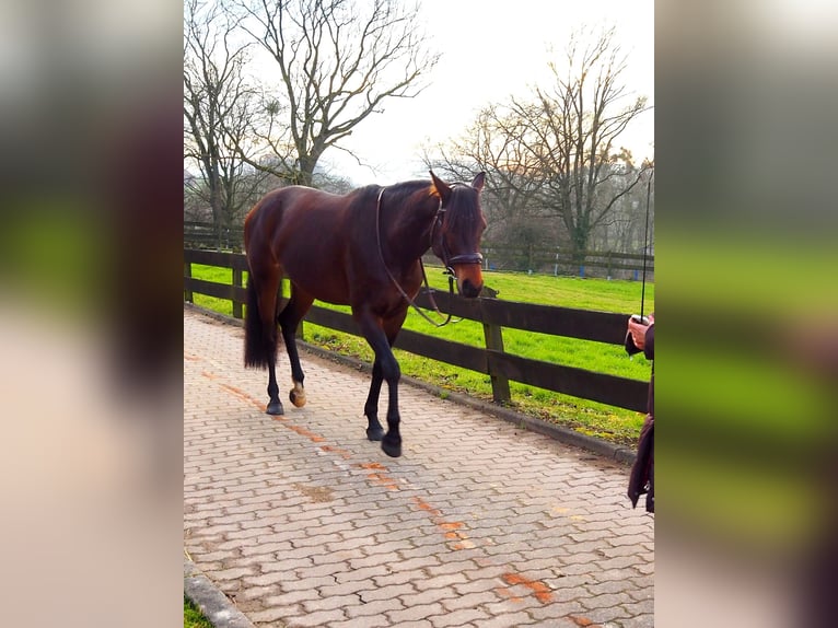 Caballo alemán Yegua 8 años 160 cm Castaño in Obernkirchen