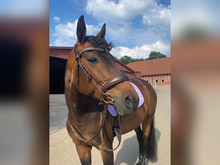 Caballo alemán Yegua 8 años 160 cm Castaño in Obernkirchen