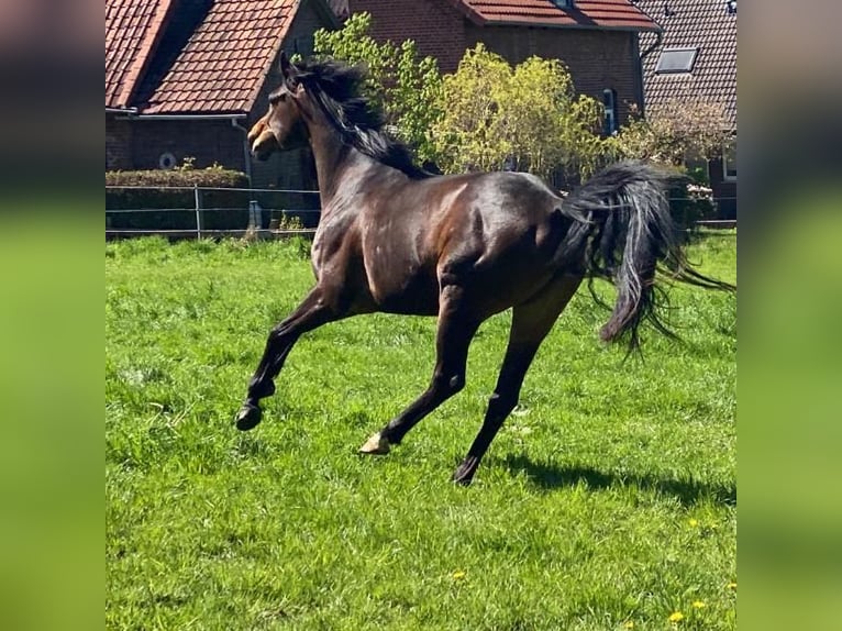 Caballo alemán Yegua 8 años 160 cm Castaño in Obernkirchen