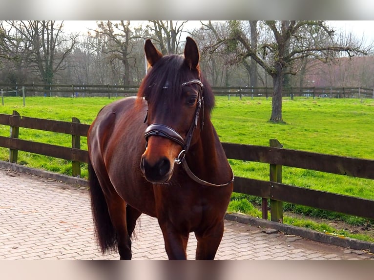 Caballo alemán Yegua 8 años 160 cm Castaño in Obernkirchen