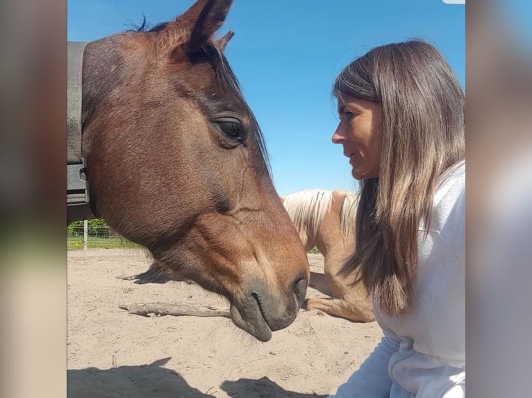 Caballo alemán Yegua 8 años 160 cm Castaño in Obernkirchen