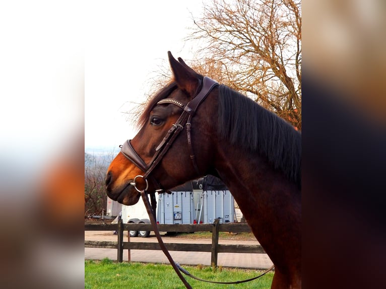 Caballo alemán Yegua 8 años 160 cm Castaño in Obernkirchen