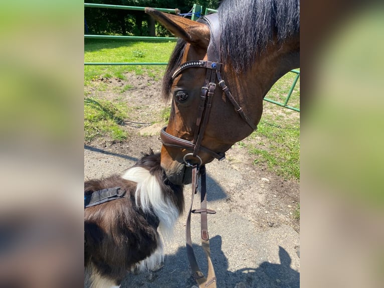 Caballo alemán Yegua 8 años 160 cm Castaño in Obernkirchen