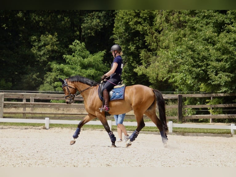 Caballo alemán Yegua 8 años 160 cm Castaño in Bottrop