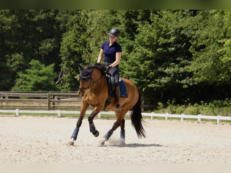 Caballo alemán Yegua 8 años 160 cm Castaño in Bottrop