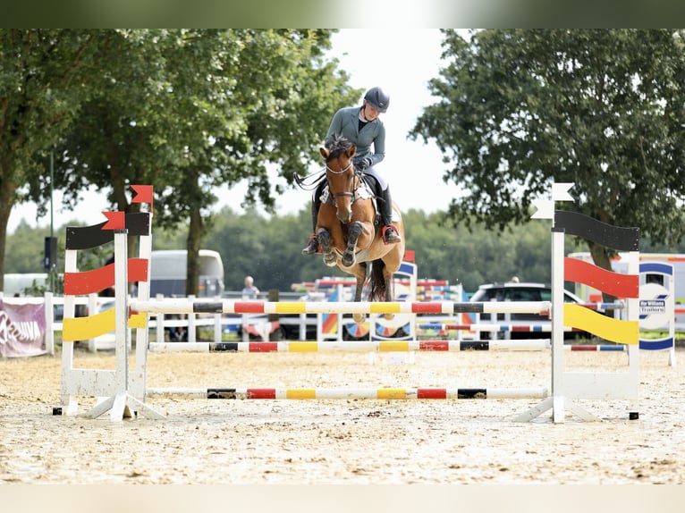 Caballo alemán Yegua 8 años 160 cm Castaño in Bottrop