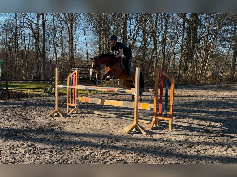 Caballo alemán Yegua 8 años 164 cm Castaño in Schenefeld