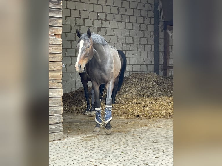 Caballo alemán Yegua 8 años 164 cm Castaño oscuro in Göttingen