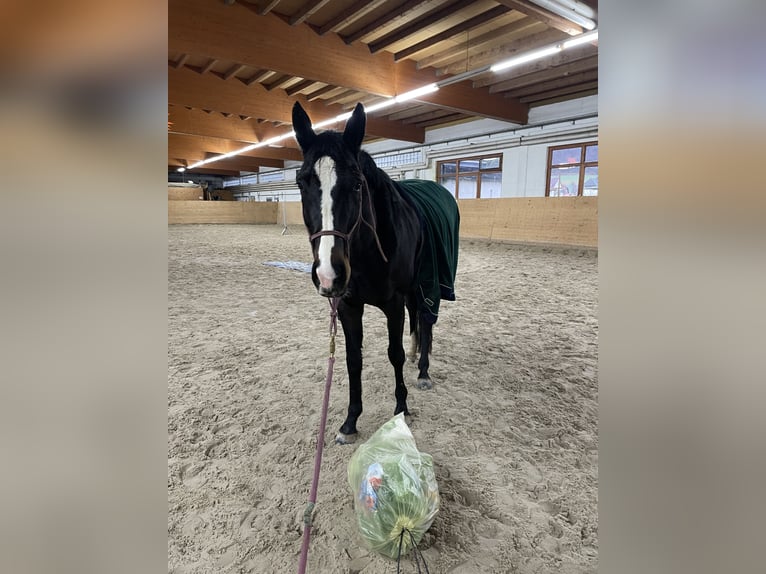 Caballo alemán Yegua 8 años 164 cm Castaño oscuro in Göttingen