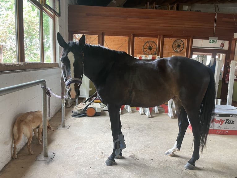 Caballo alemán Yegua 8 años 164 cm Castaño oscuro in Göttingen