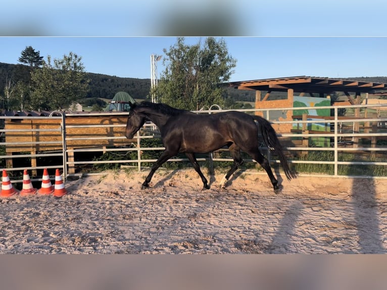 Caballo alemán Yegua 8 años 164 cm Castaño oscuro in Göttingen